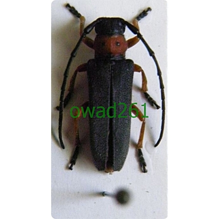 Phytoecia (Musaria) affinis (Harrer, 1784) Zielarka baldaszkowa
